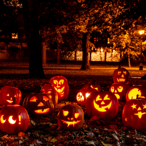 A group of carved pumpkins on the ground